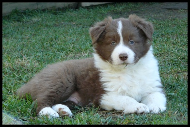 Haulton Border Collies