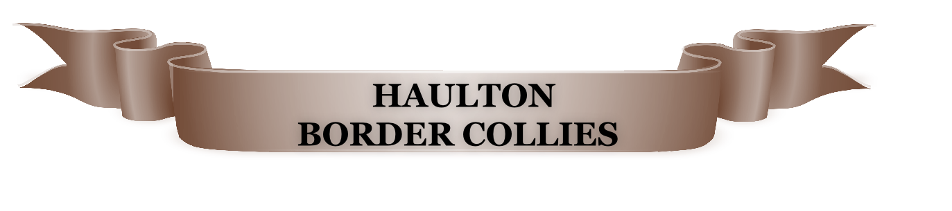          HAULTON 
BORDER COLLIES

                    
